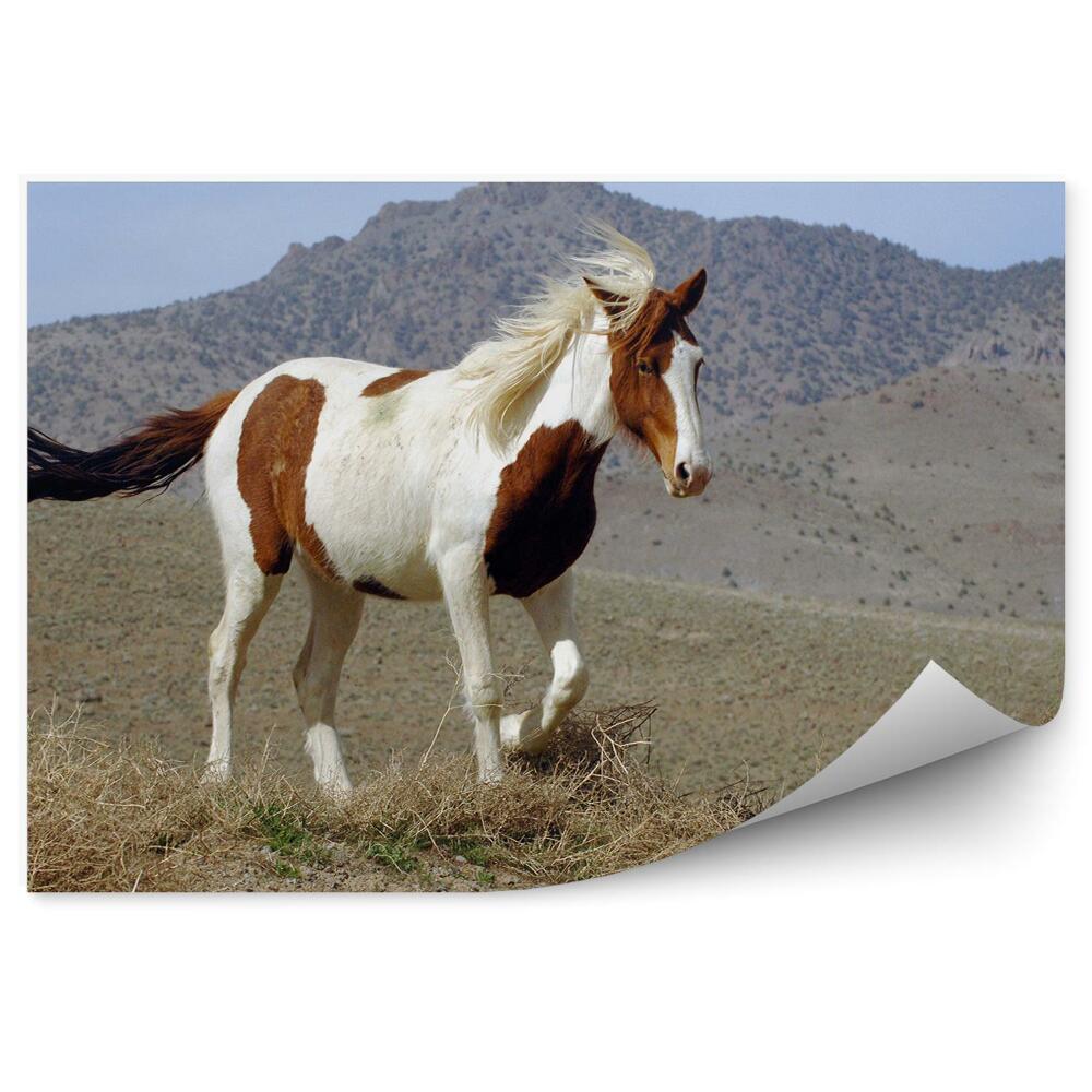 Fototapeta na zeď Divoký mustang Pinto mýtina nevadské hory