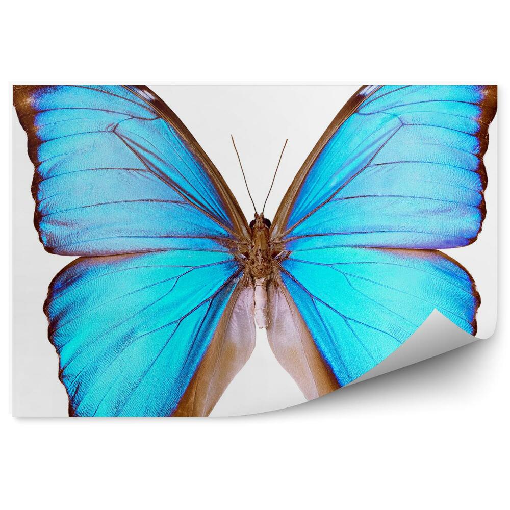 Fototapeta na zeď Modrý motýl bílé pozadí