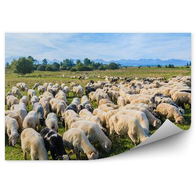 Fototapeta Ovce pasoucí se na louce psí kola