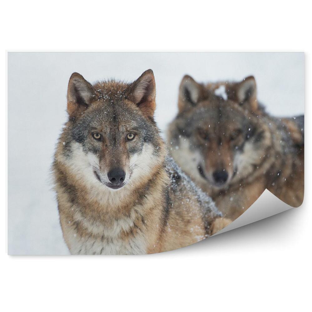 Samolepící fototapeta Vlci odpočívají sníh zima