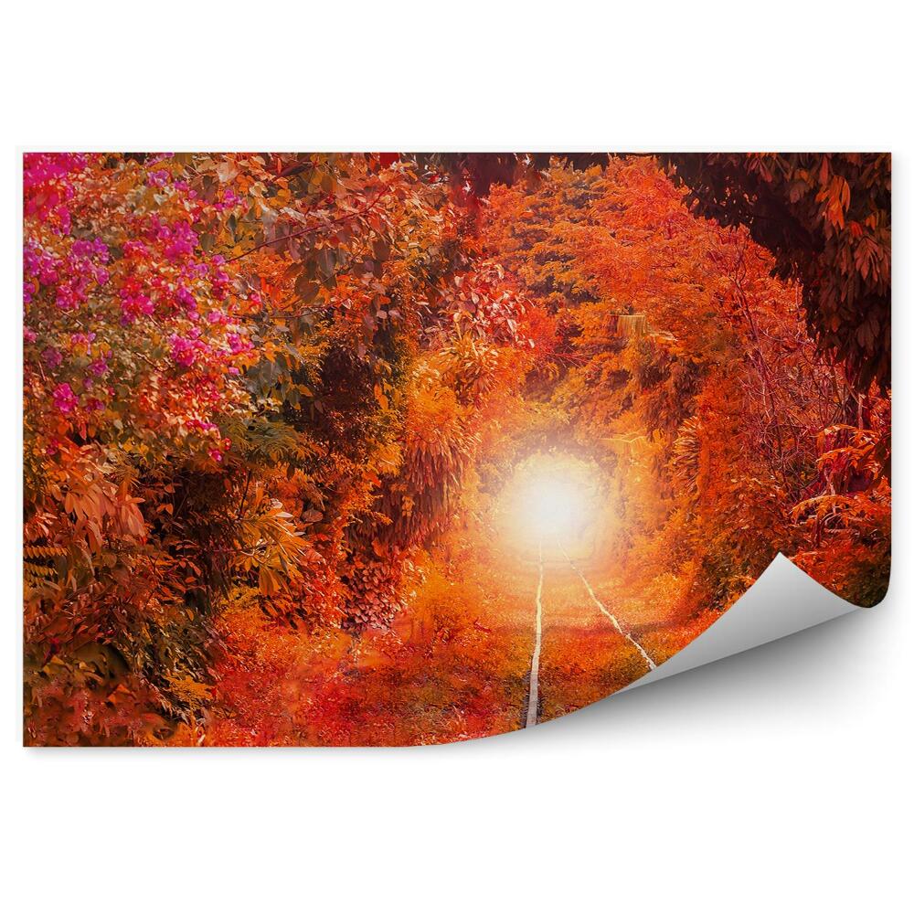 Fototapeta Podzimní stromy stopa světla