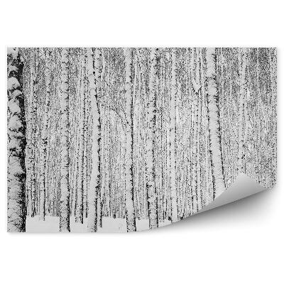 Fototapeta na zeď Zimní březový les