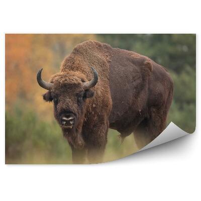 Fototapeta Zubr na pozadí podzimního lesa