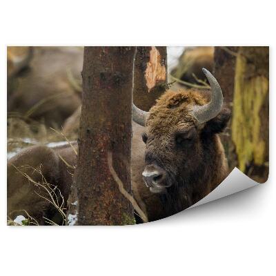 Samolepící fototapeta Zubr evropský v Knyszynském lese