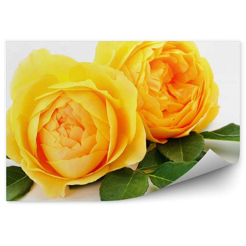 Fototapeta Žluté růže květy rostliny