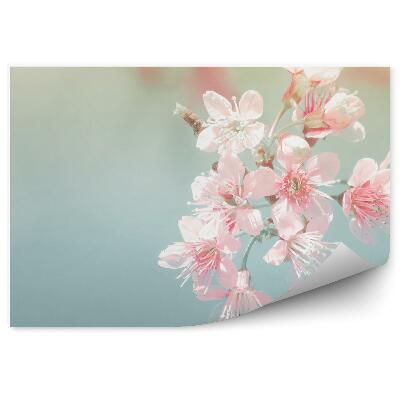 Samolepící fototapeta Růžové třešňové květy modré pozadí obrázek