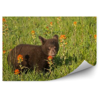 Samolepící fototapeta Medvěd na louce