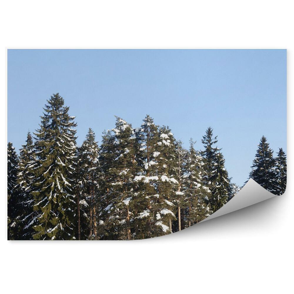 Fototapeta Zima v Borovicovém Leze