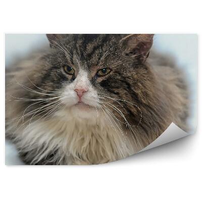 Fototapeta Sibiřská kočka hustá srst bílé pozadí