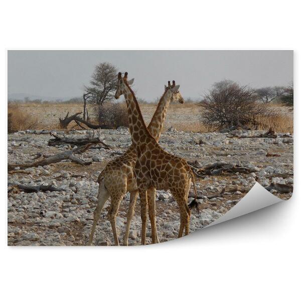 Fototapeta na zeď Žirafy zebry Afrika zvířata kameny