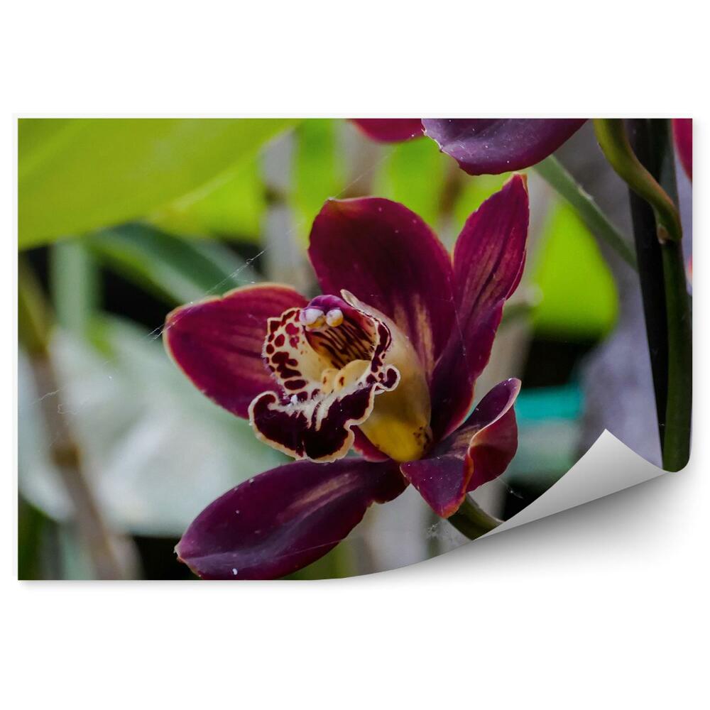 Fototapeta na zeď Tropická zahrada orchidejí