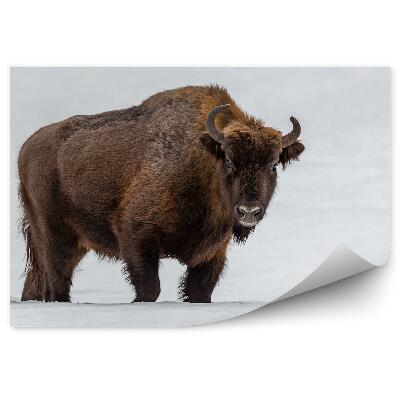 Fototapeta Zubr evropský v přírodním prostředí