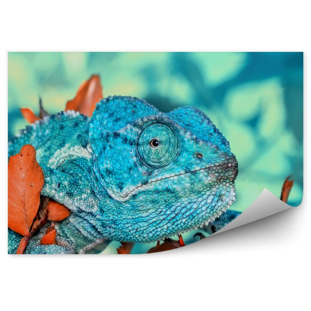 Fototapeta Modrý chameleon a oranžové listy