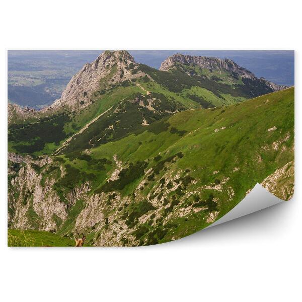 Fototapeta Kozy Giewont tráva hory obloha mraky Tatry