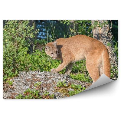 Fototapeta na zeď Puma na skále
