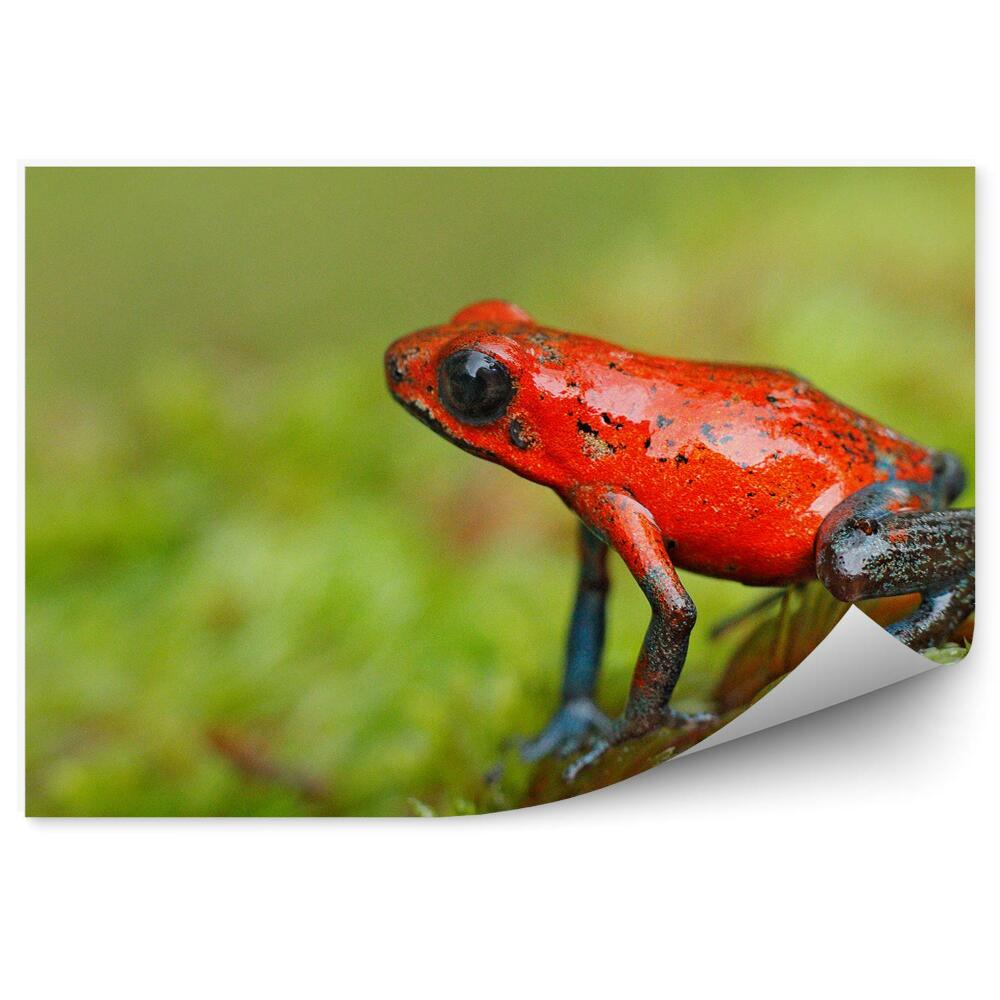 Fototapeta Červená listová žába