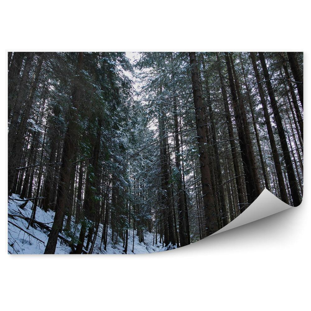 Samolepící fototapeta Zimní borový les Zakopané pohled