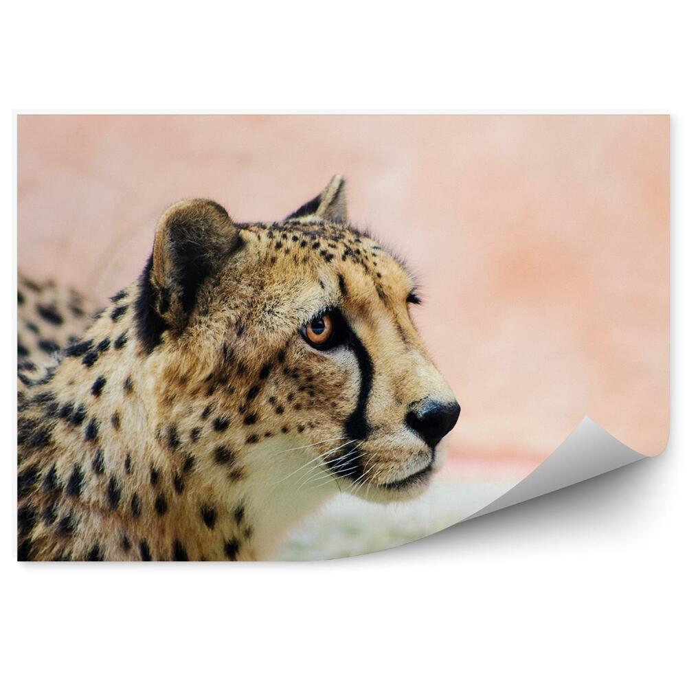 Samolepící fototapeta Přikrčený gepard