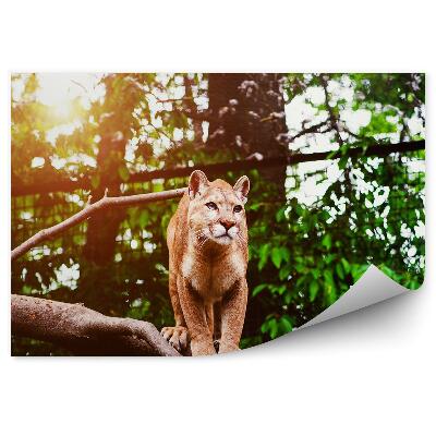 Samolepící fototapeta Puma na větvi