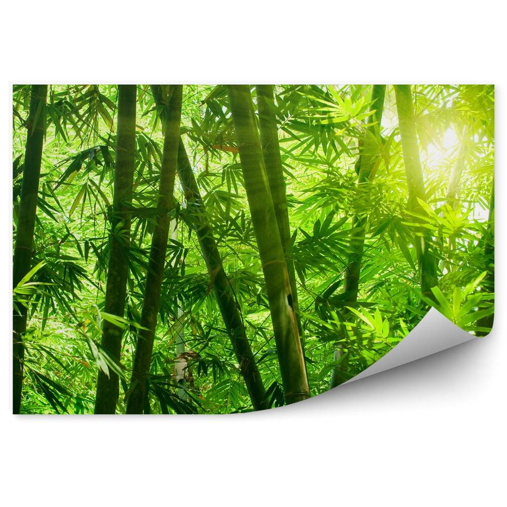 Samolepící fototapeta Asijské bambusové lesní listy closeup