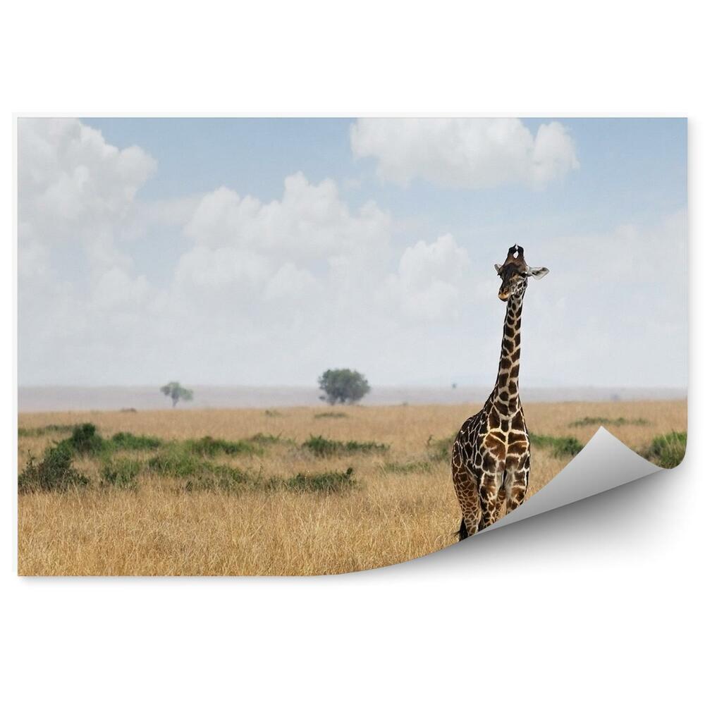 Fototapeta na zeď Africká žirafa zvíře krajina savany