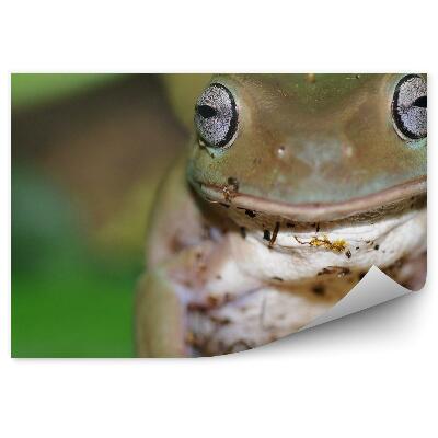 Fototapeta na zeď Australská říční žába na stromě