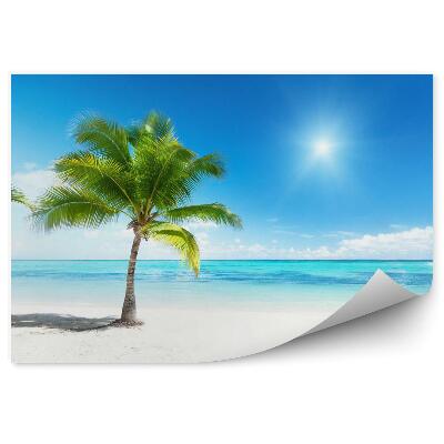 Fototapeta Palma a moře