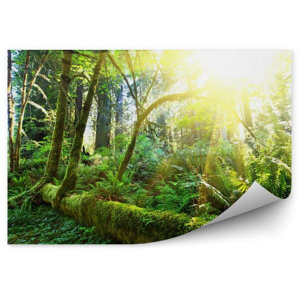 Samolepící fototapeta Deštný prales