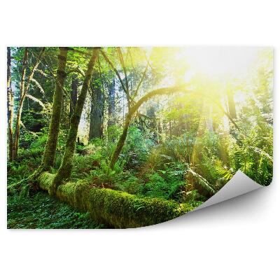 Samolepící fototapeta Deštný prales