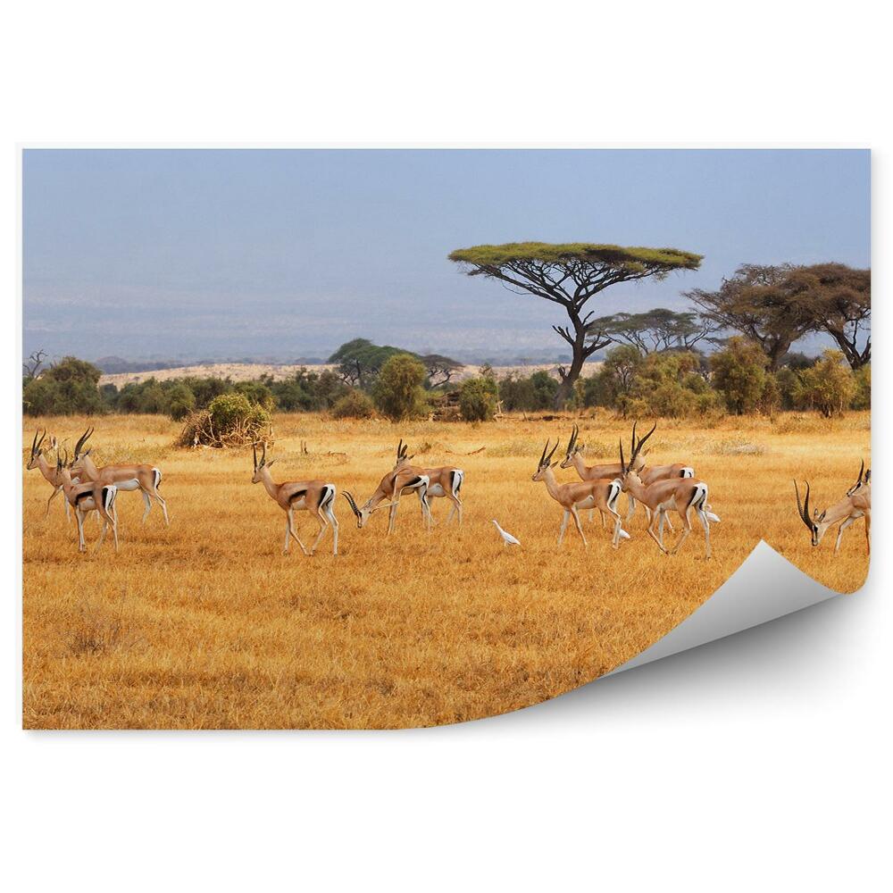 Samolepící fototapeta Savana hory stromy tráva nebe mraky Nambia Afrika