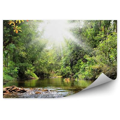 Fototapeta Zelené stromy potok rostliny