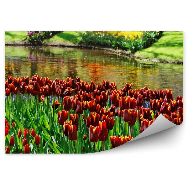 Fototapeta Barevné tulipány