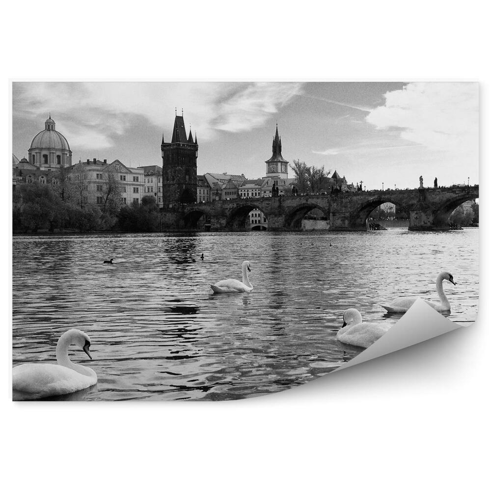 Samolepící fototapeta Labutě ve Vltavě