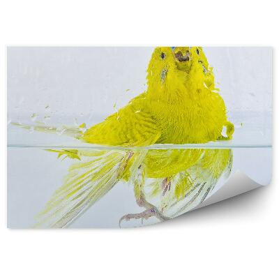 Samolepící fototapeta Papoušek vlnkovaný ve vodě