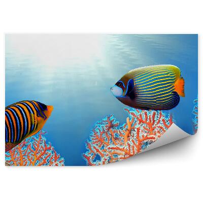 Samolepící fototapeta Císařská ryba na korálovém útesu
