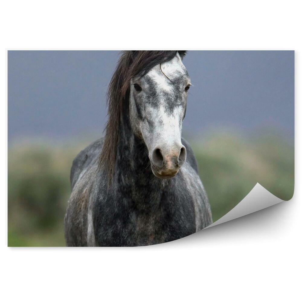 Fototapeta Polní tráva divokého koně šedého