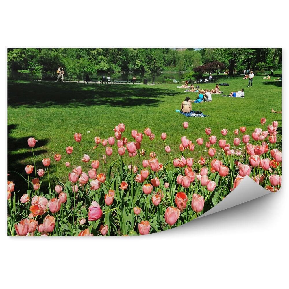 Fototapeta na zeď Centrální park růžové tulipány