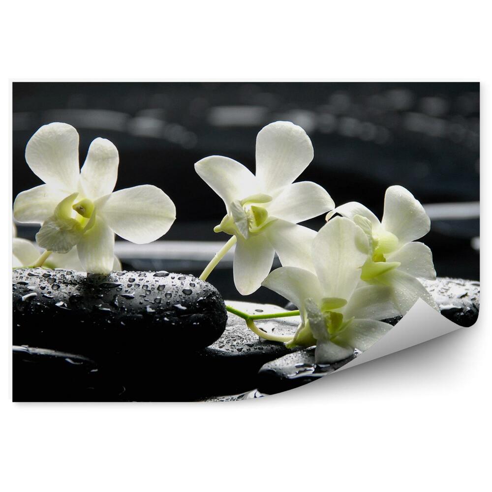 Samolepící fototapeta Bílá orchidej vodní kameny květina