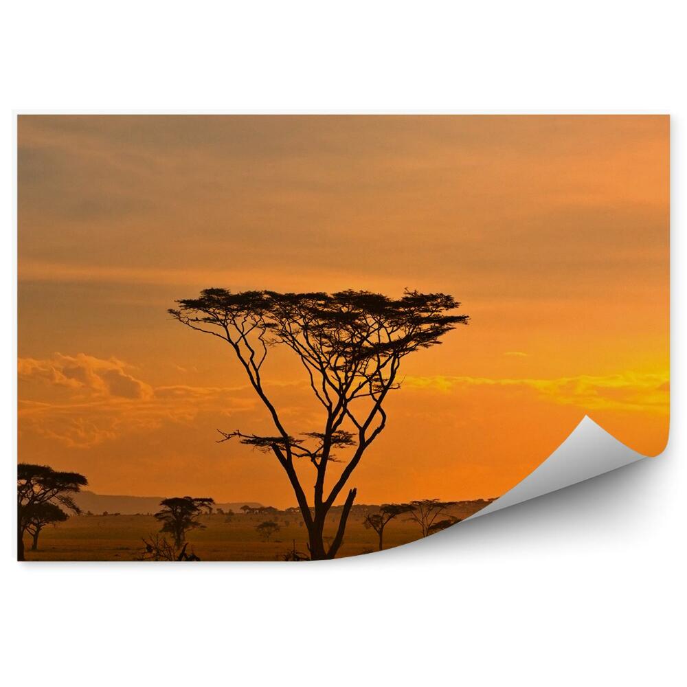 Samolepící fototapeta Národní park Afrika západ slunce rostliny