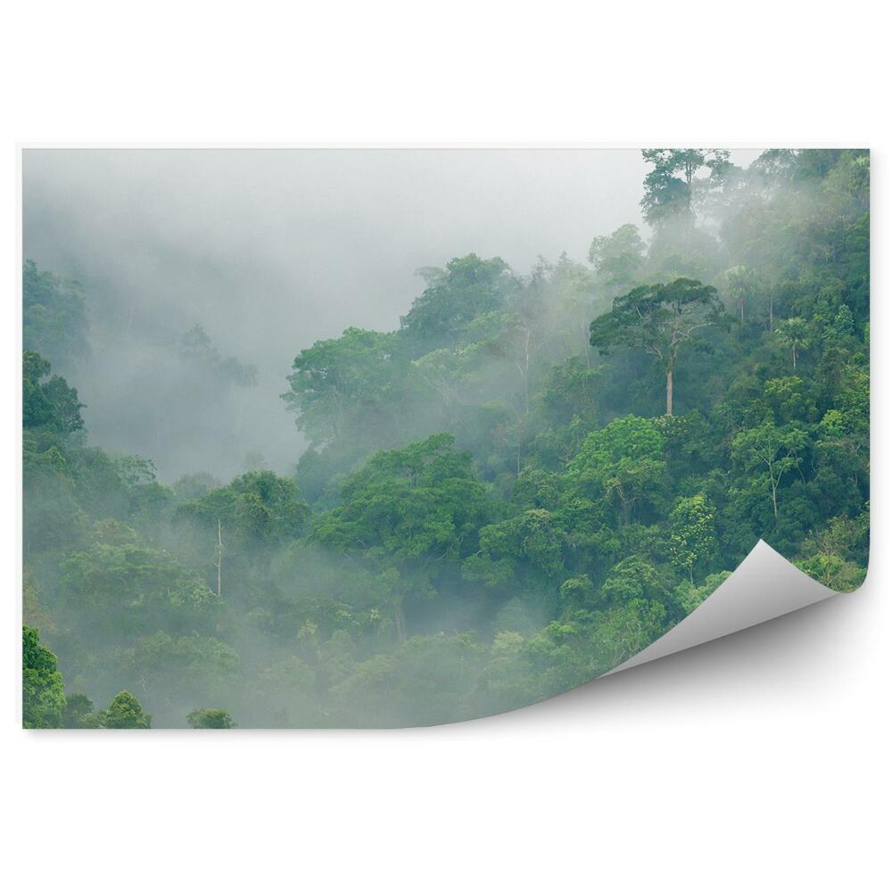 Fototapeta na zeď Tropická ranní mlha mezi korunami stromů