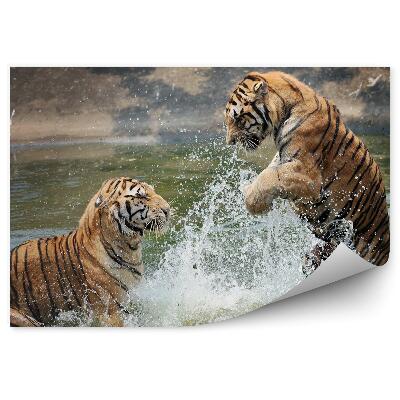 Samolepící fototapeta Tygři hrající si ve vodě