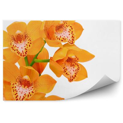 Fototapeta Oranžová orchidej