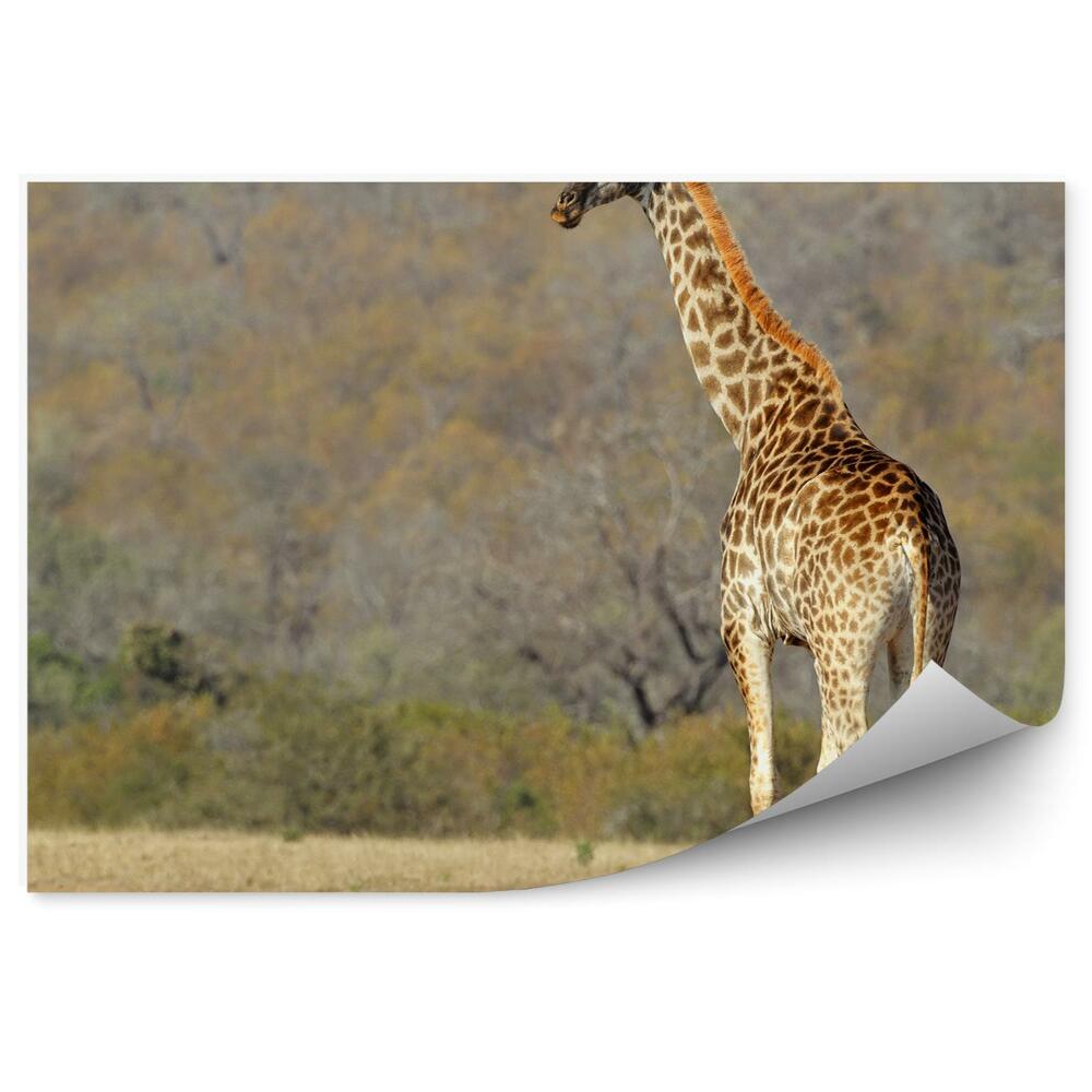 Samolepící fototapeta Afrika savana žirafa zvíře stromy