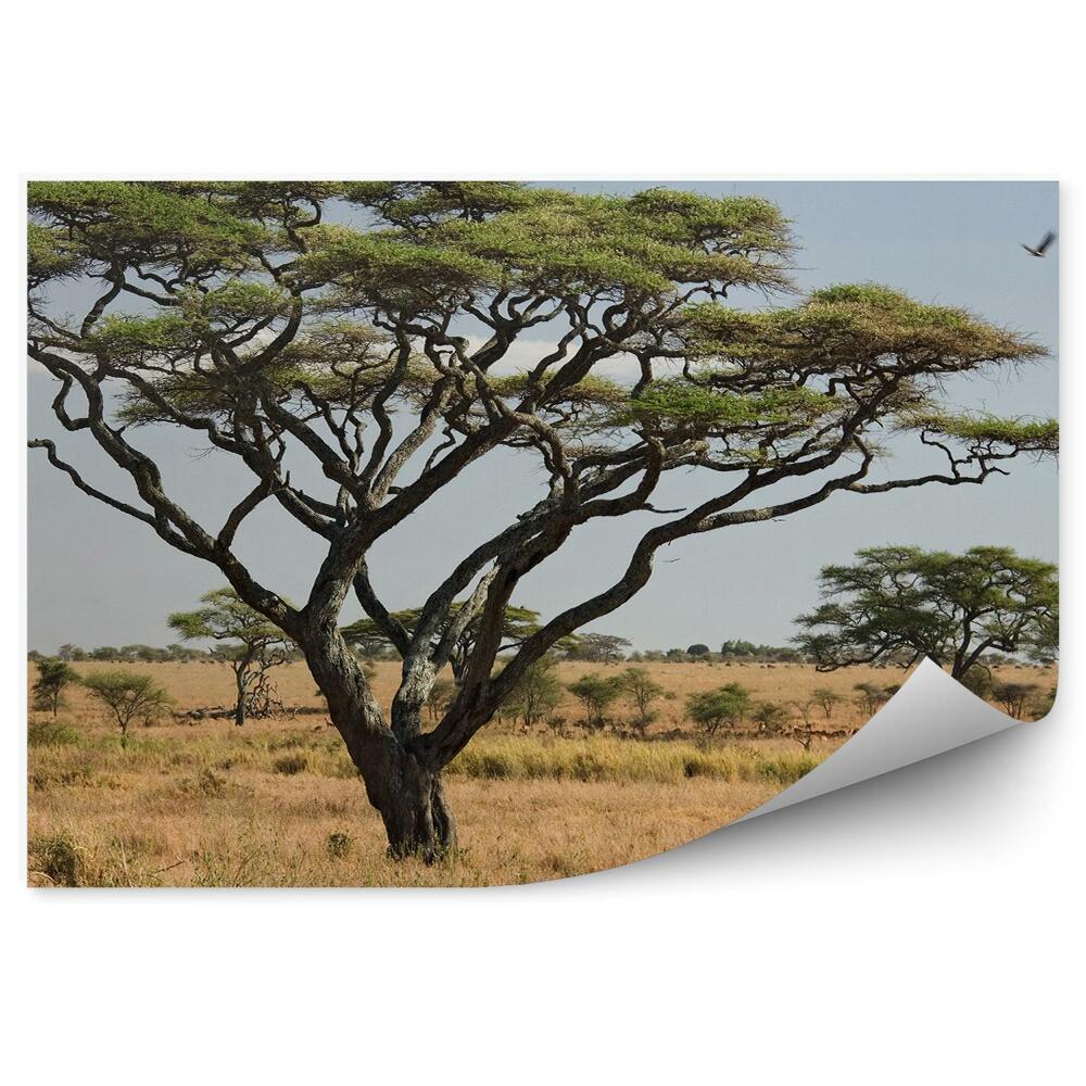 Fototapeta na zeď Krajina Afrika stromy příroda