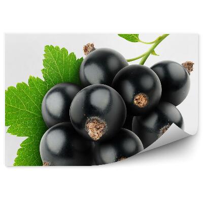 Samolepící fototapeta Černý rybíz větev ovoce list bílé pozadí