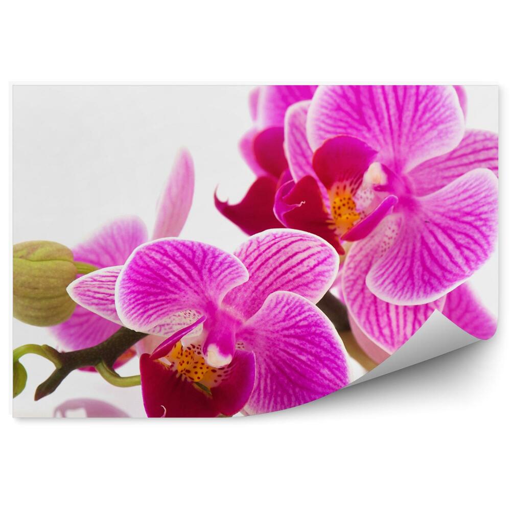 Fototapeta na zeď Růžové květy orchidejí