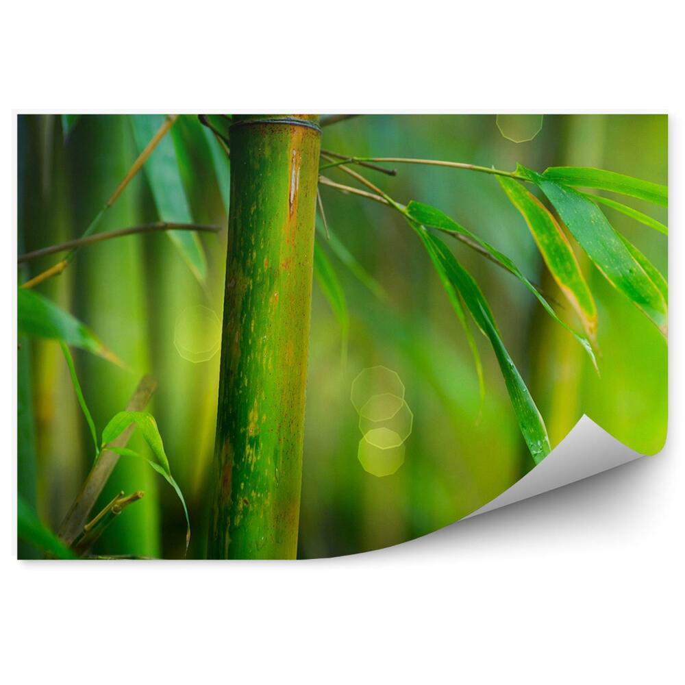 Fototapeta na zeď Bambusová tyč listy closeup