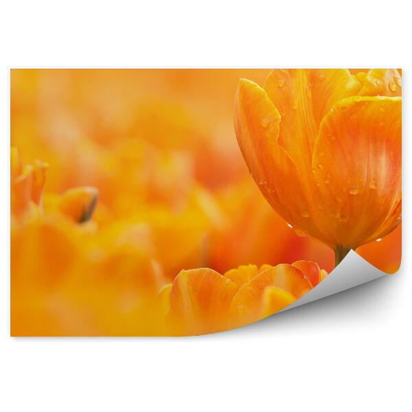 Samolepící fototapeta Oranžový tulipán