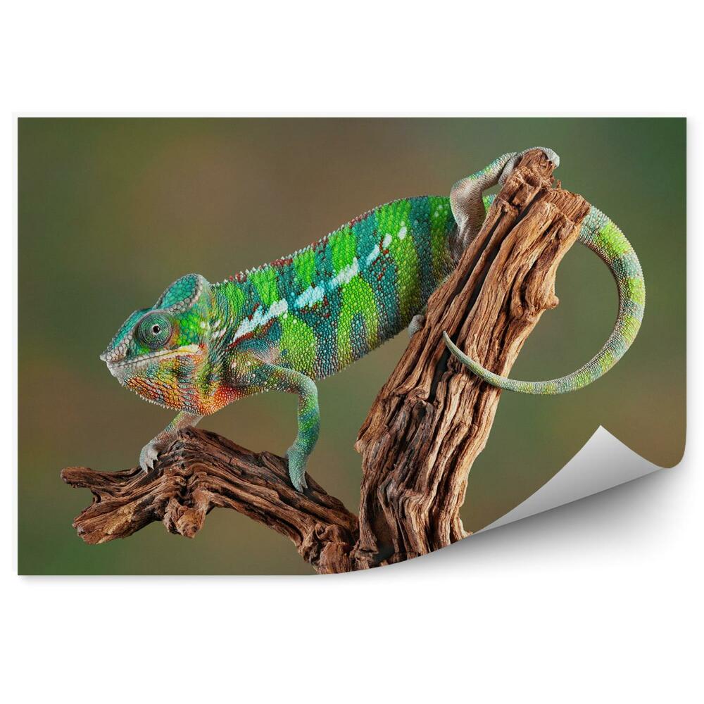 Samolepící fototapeta Chameleon