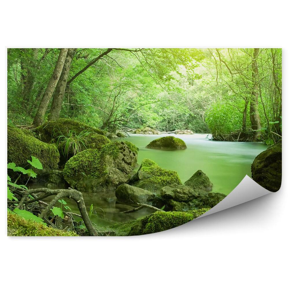 Samolepící fototapeta Řeka zelené lesní stromy vegetace